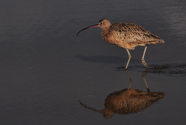 long-billed curlew